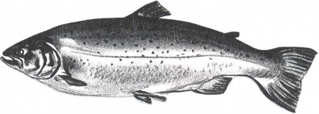 alabalık 25cm