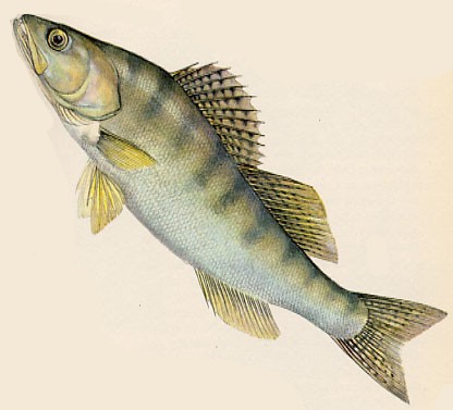 sudak balığı 26 cm