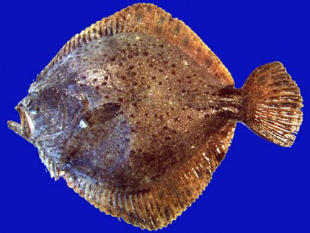 Kalkan balığı 45cm