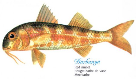 barbunya balığı 13cm