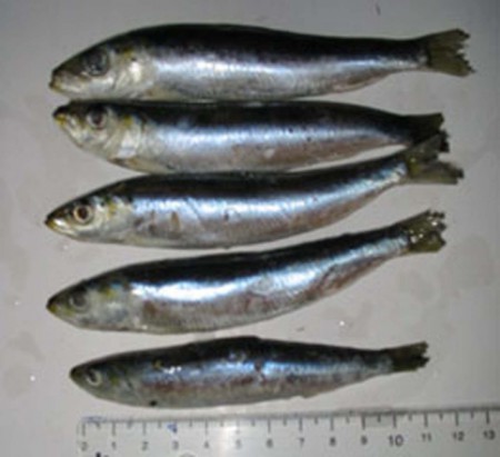 istarvit balığı 11cm